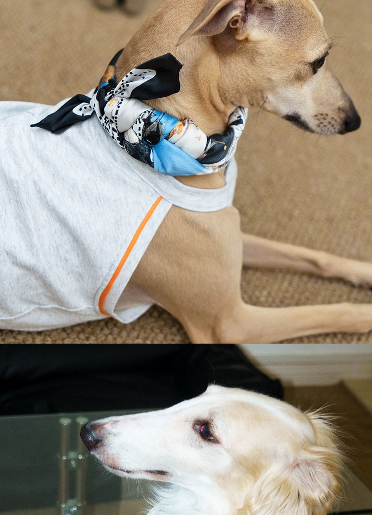 SnugHugs Italian Greyhound & Whippet Silk-Feel Square Scarf 11
