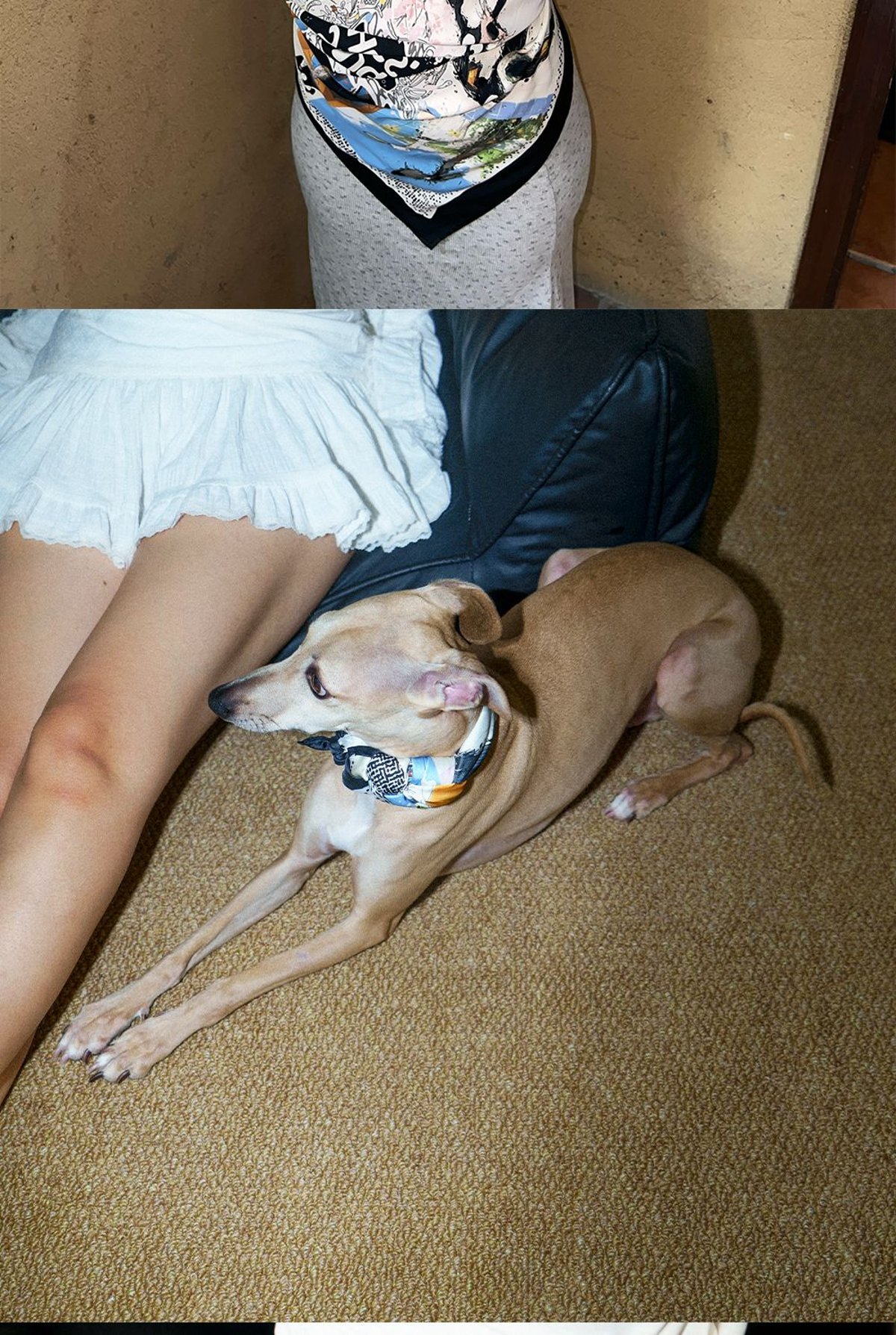 SnugHugs Italian Greyhound & Whippet Silk-Feel Square Scarf 4