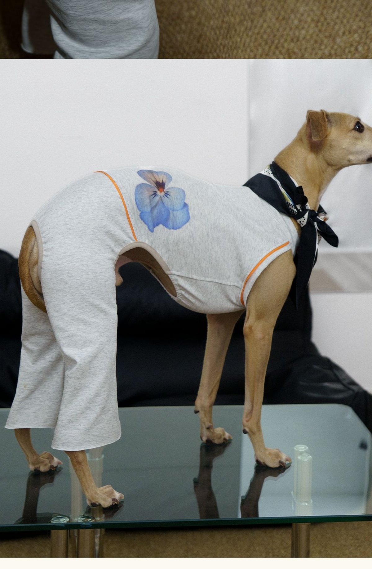 SnugHugs Coolmax® Dog Bodysuit with Flared Pants for Italian Greyhounds & Whippets 9