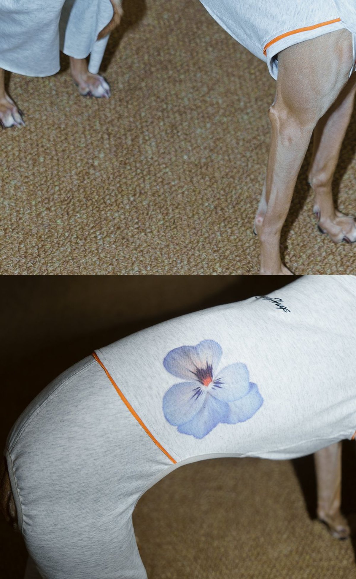 SnugHugs Coolmax® Dog Bodysuit with Flared Pants for Italian Greyhounds & Whippets 8