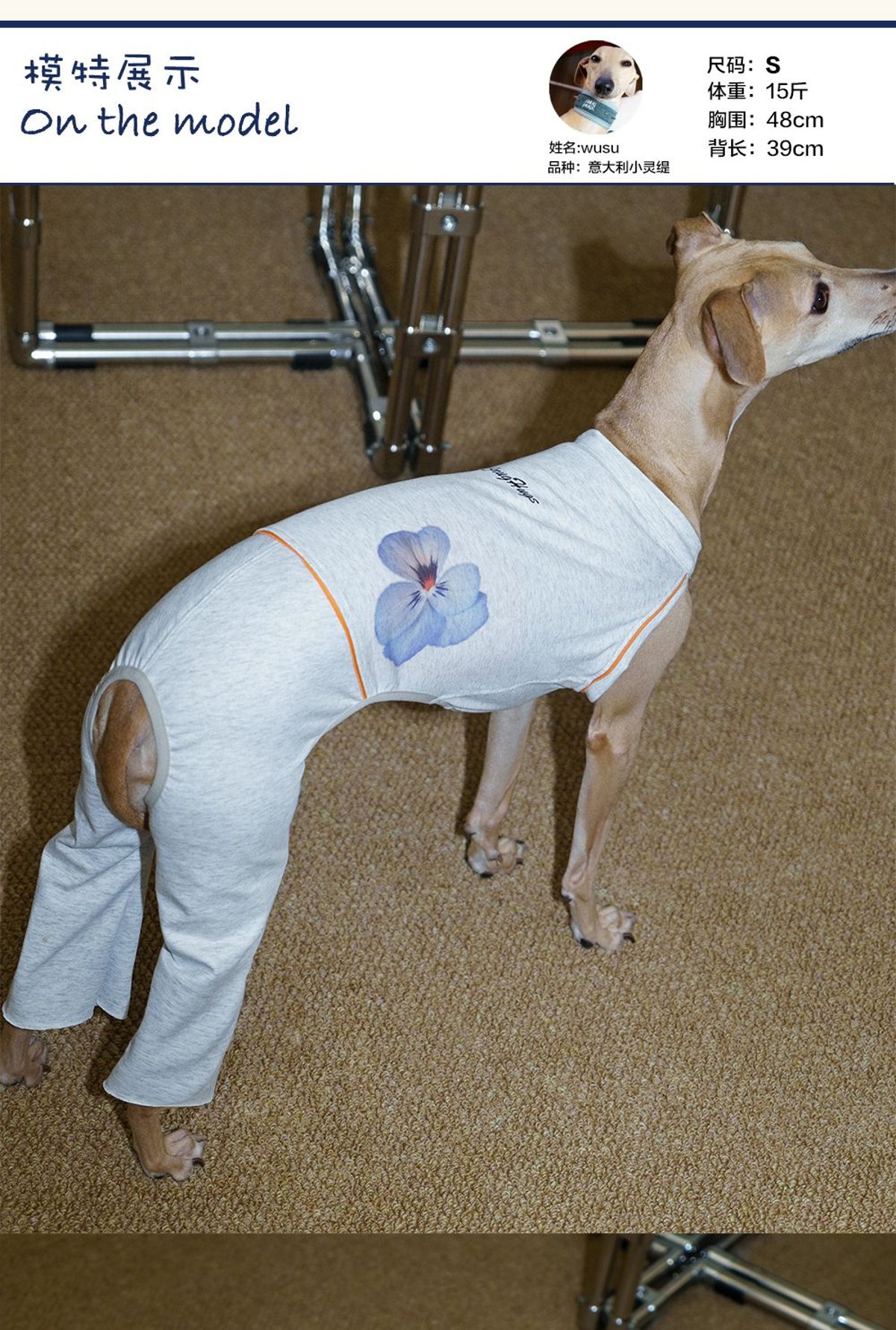 SnugHugs Coolmax® Dog Bodysuit with Flared Pants for Italian Greyhounds & Whippets 5