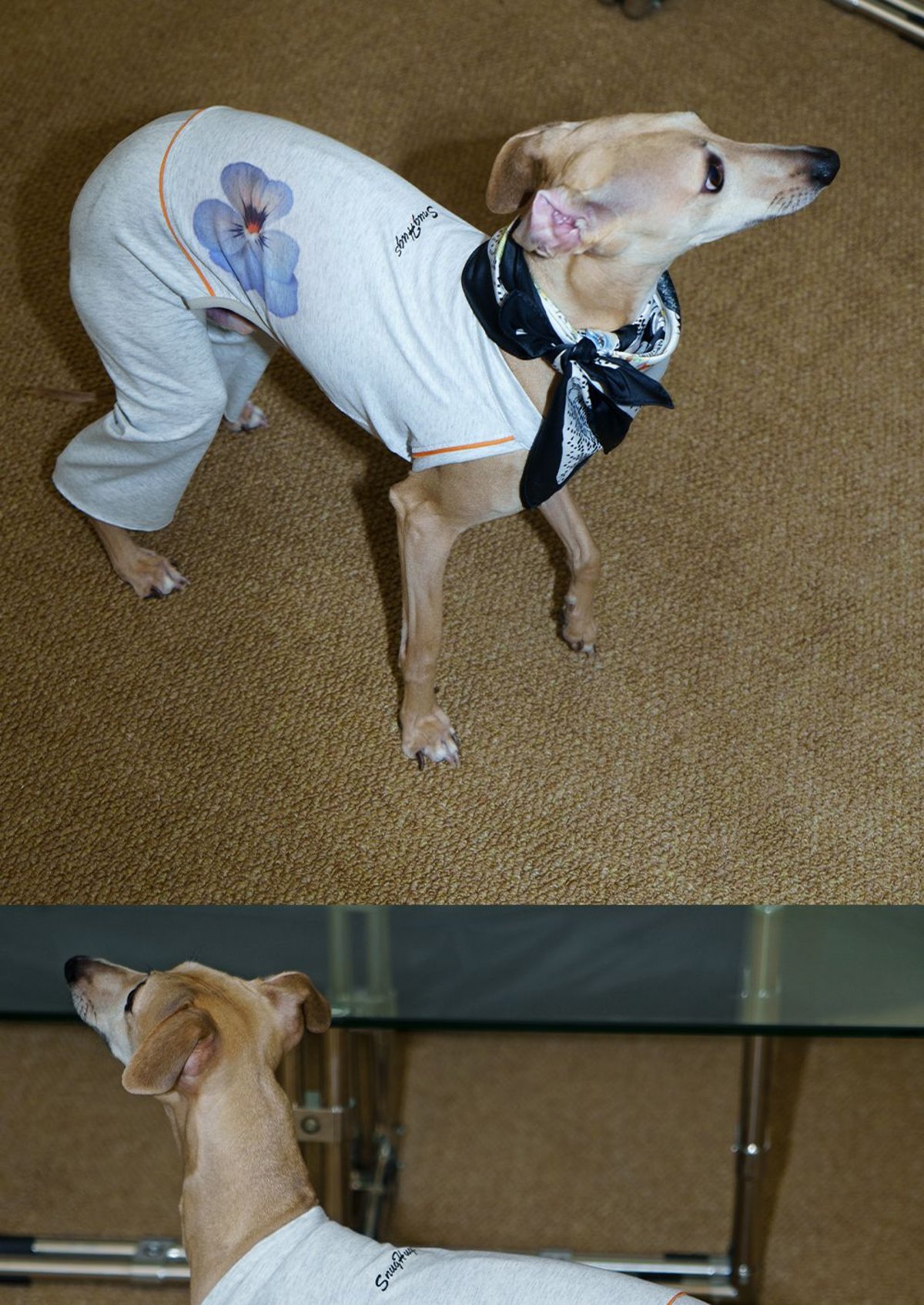 SnugHugs Coolmax® Dog Bodysuit with Flared Pants for Italian Greyhounds & Whippets 6