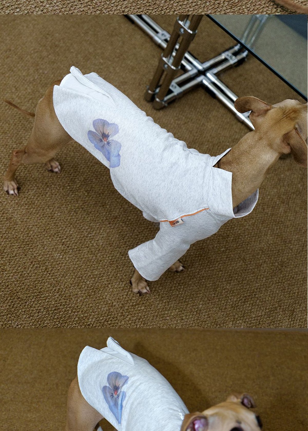 SnugHugs Floral Coolmax Dog Vest | UPF 40+ | All Breeds 12