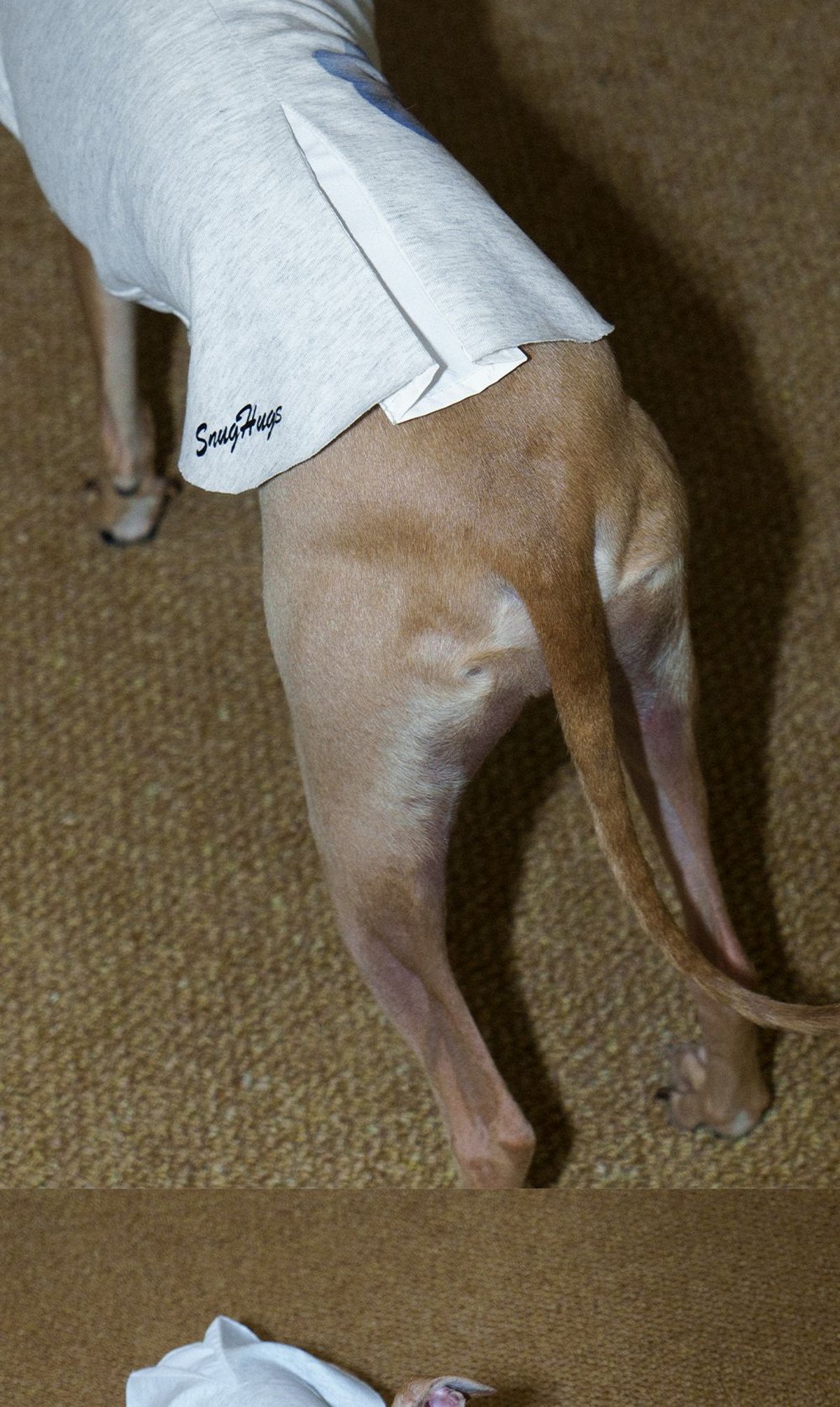 SnugHugs Floral Coolmax Dog Vest | UPF 40+ | All Breeds 7
