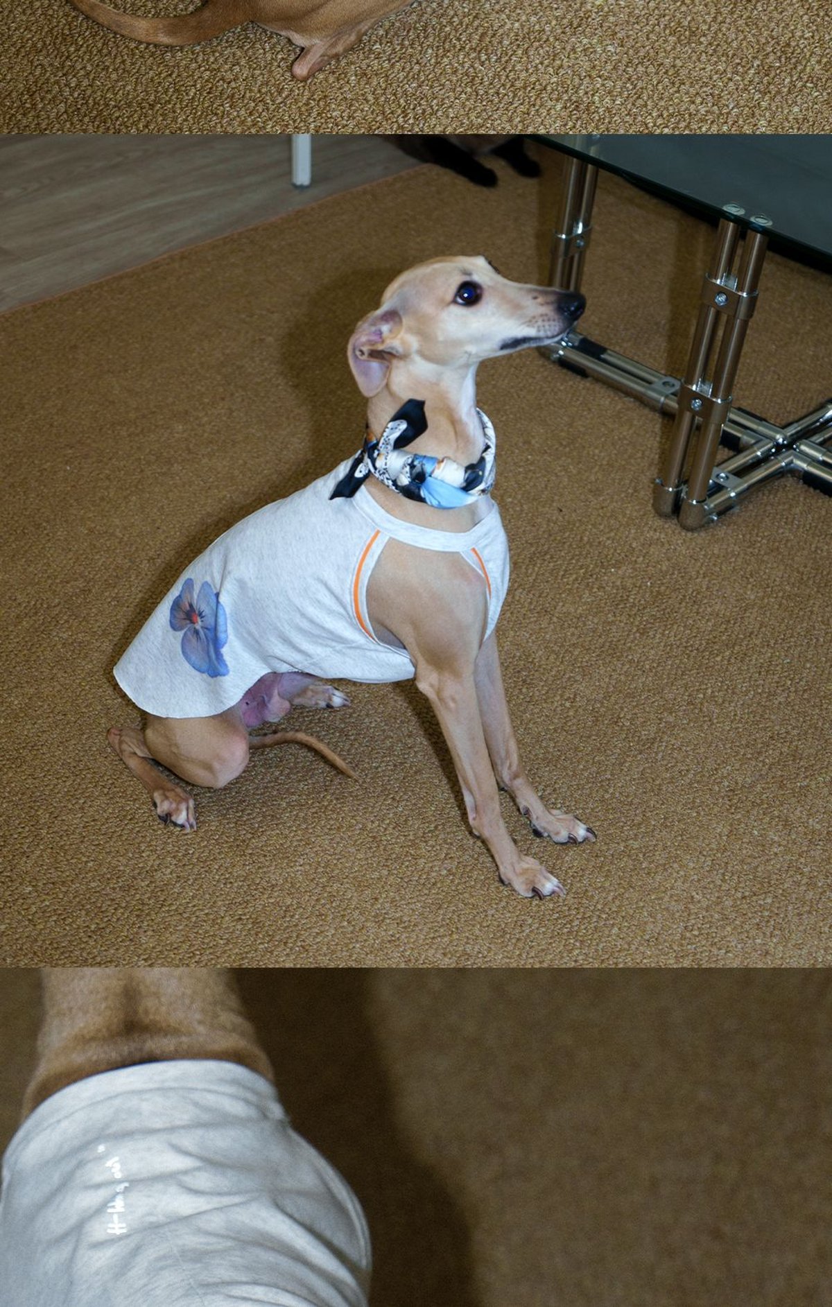 SnugHugs Floral Coolmax Dog Vest | UPF 40+ | All Breeds 6