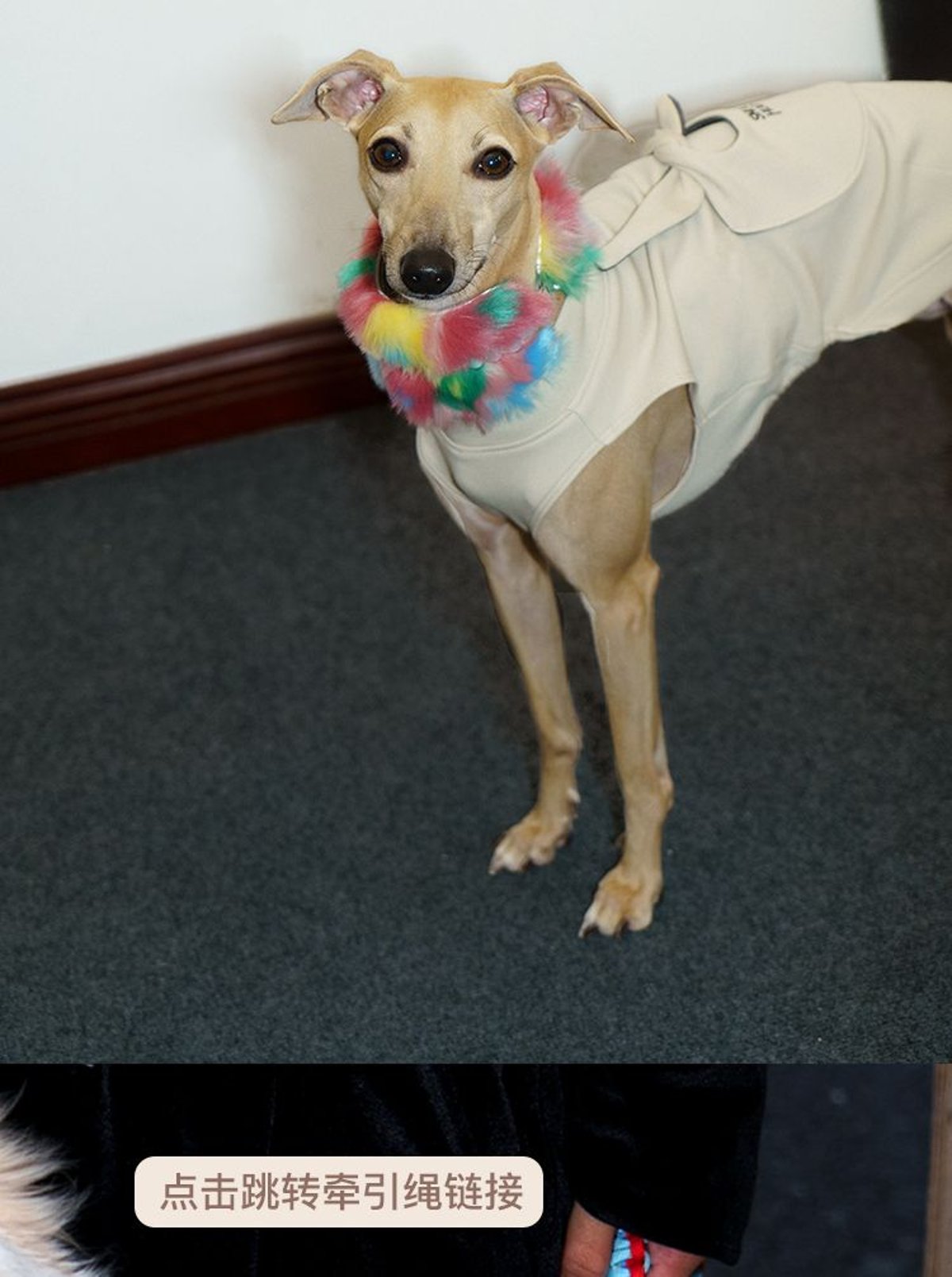 SnugHugs SnugHugs | Plush Scarf Collar 13