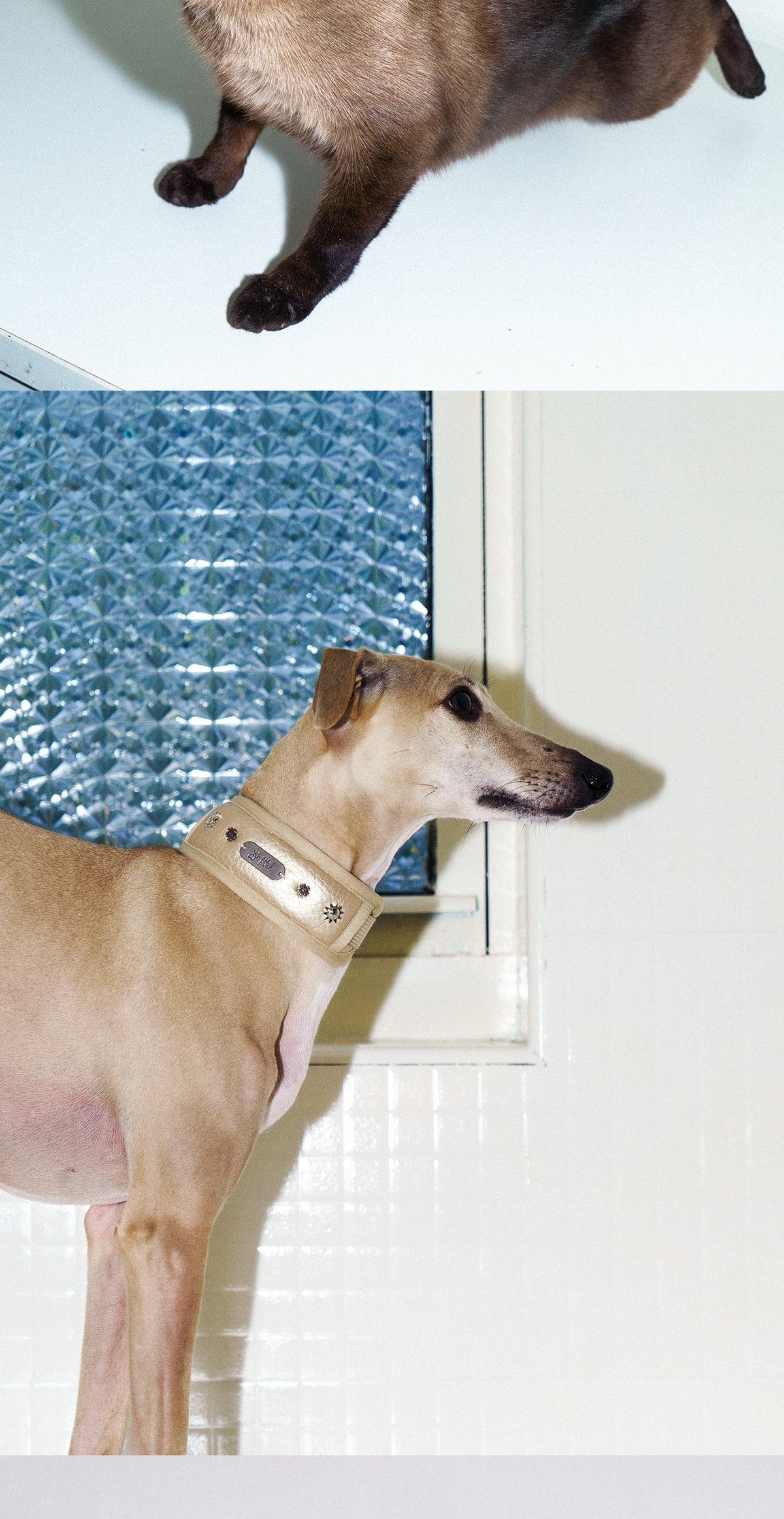 SnugHugs SnugHugs|Candlelight Gold Collar 11