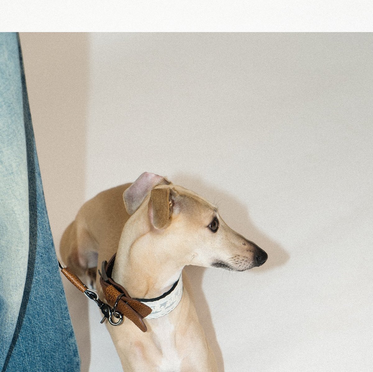 SnugHugs Lace Polka Collar 15