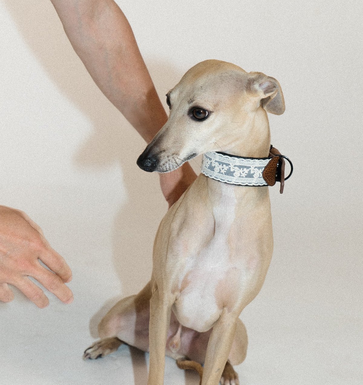 SnugHugs Lace Polka Collar 12