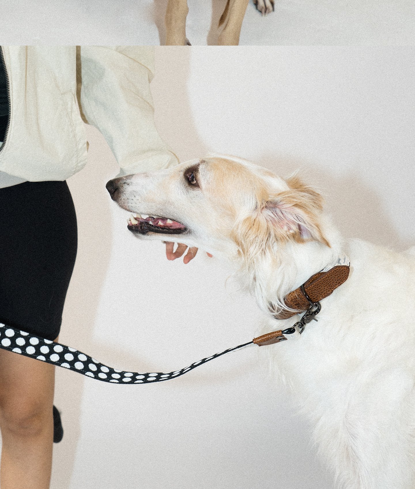 SnugHugs Lace Polka Collar 13