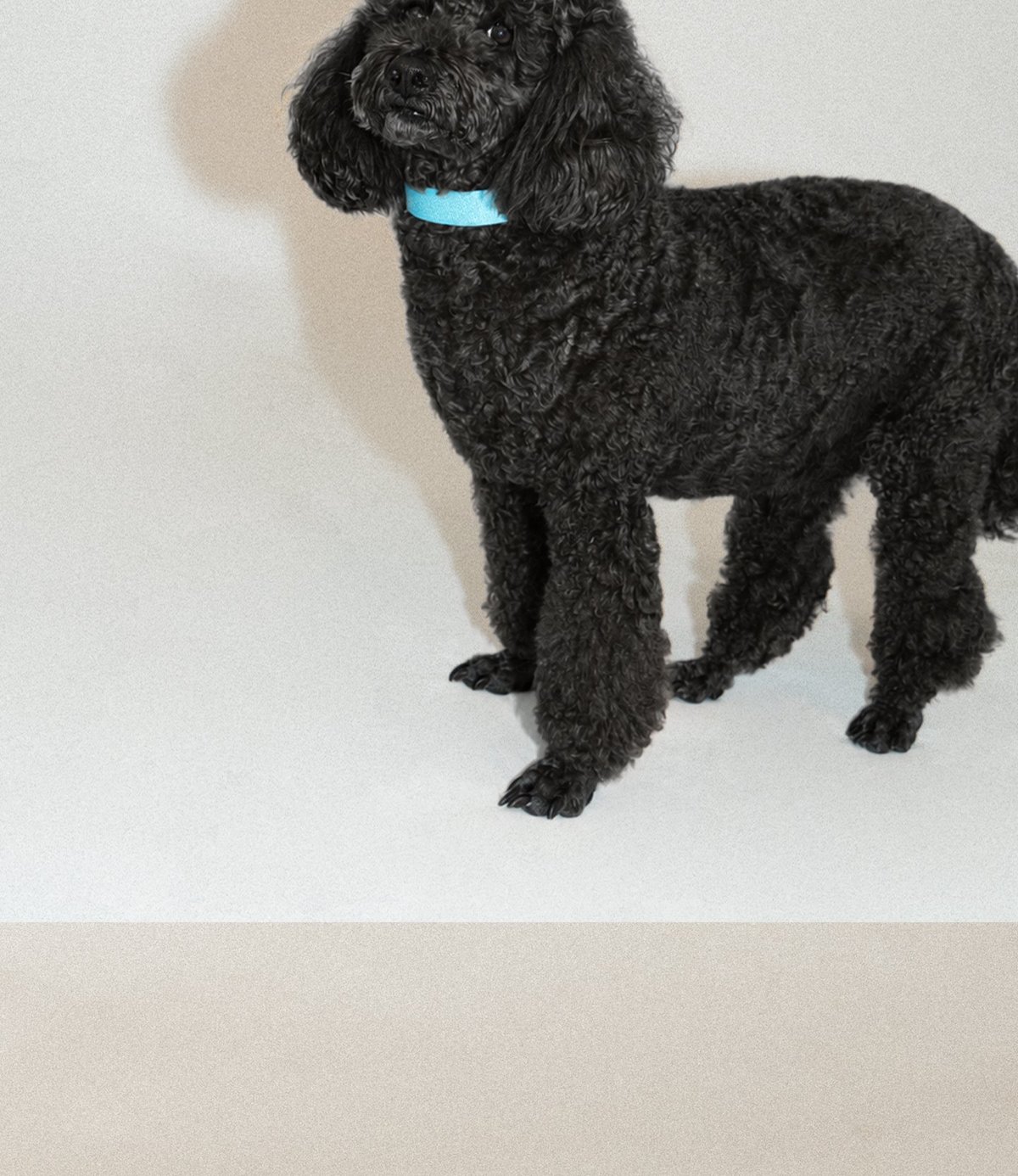 SnugHugs Palette Collar 8