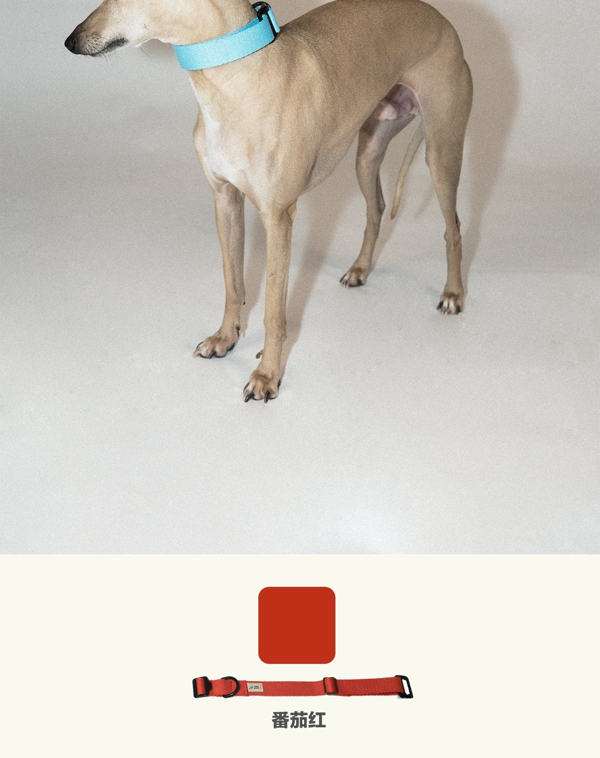 SnugHugs Palette Collar 10
