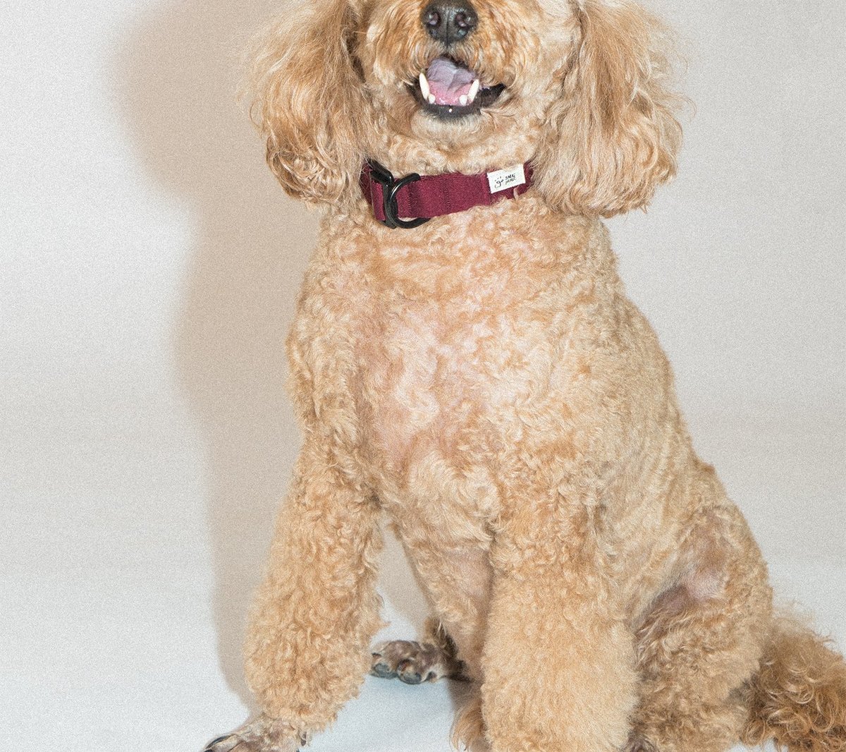 SnugHugs Palette Collar 21