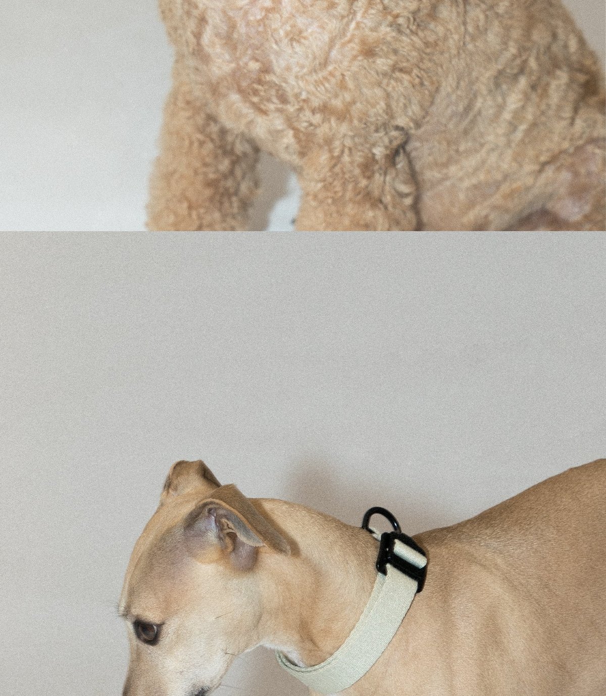 SnugHugs Palette Collar 16