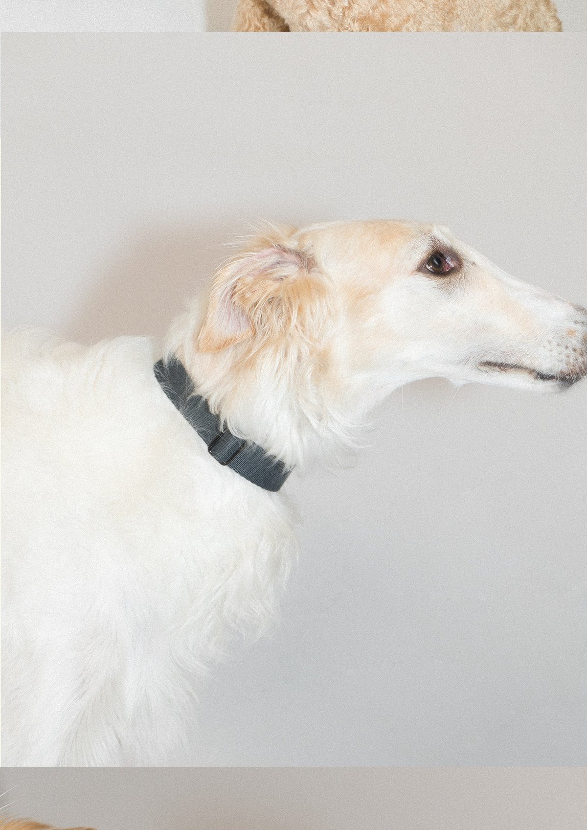 SnugHugs Palette Collar 25