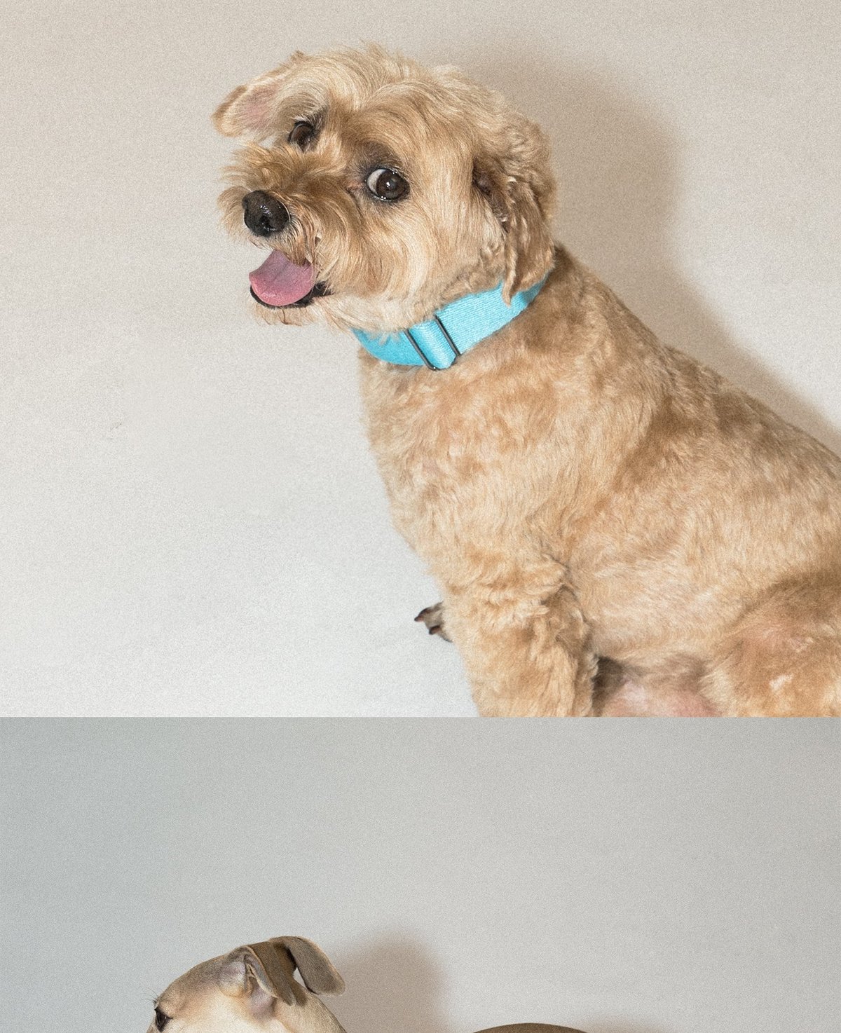 SnugHugs Palette Collar 9