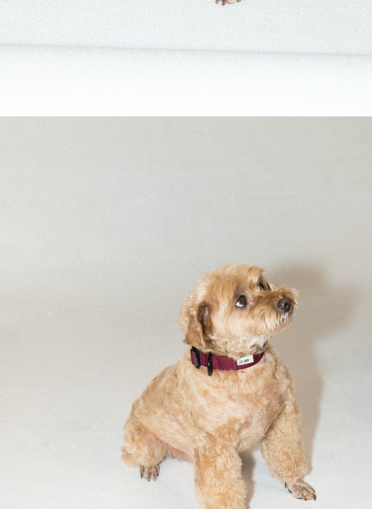 SnugHugs Palette Collar 23