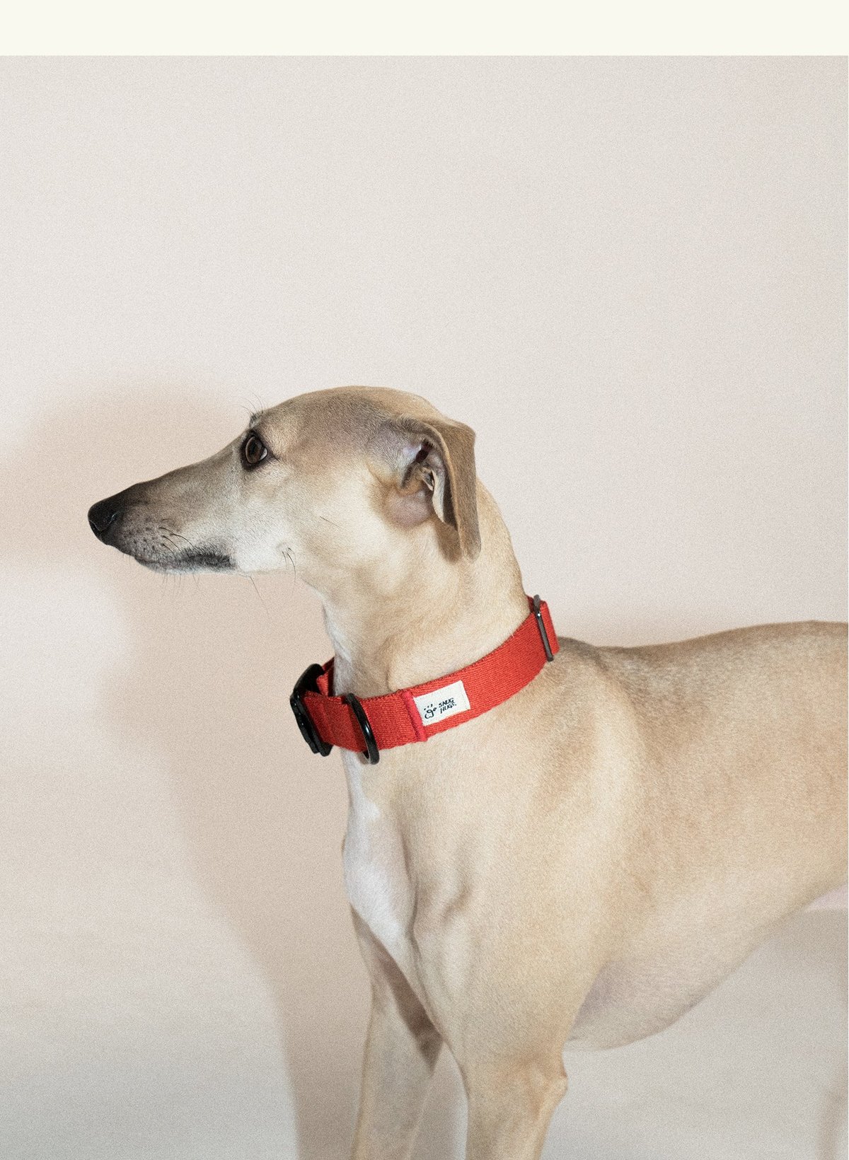 SnugHugs Palette Collar 11