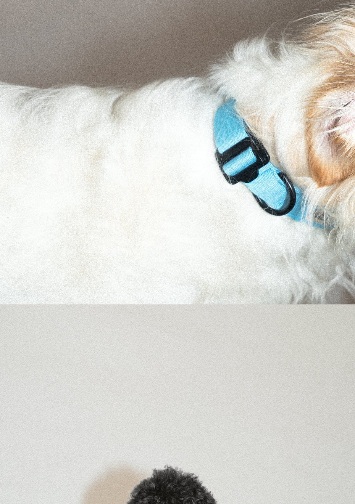 SnugHugs Palette Collar 7