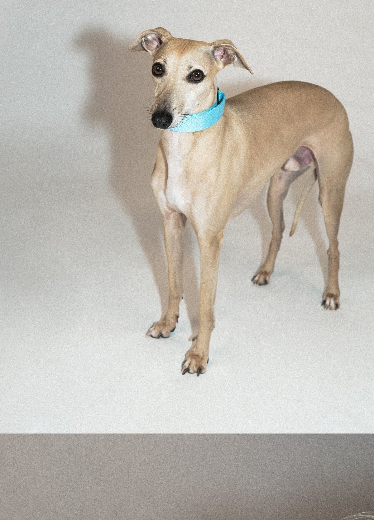 SnugHugs Palette Collar 6