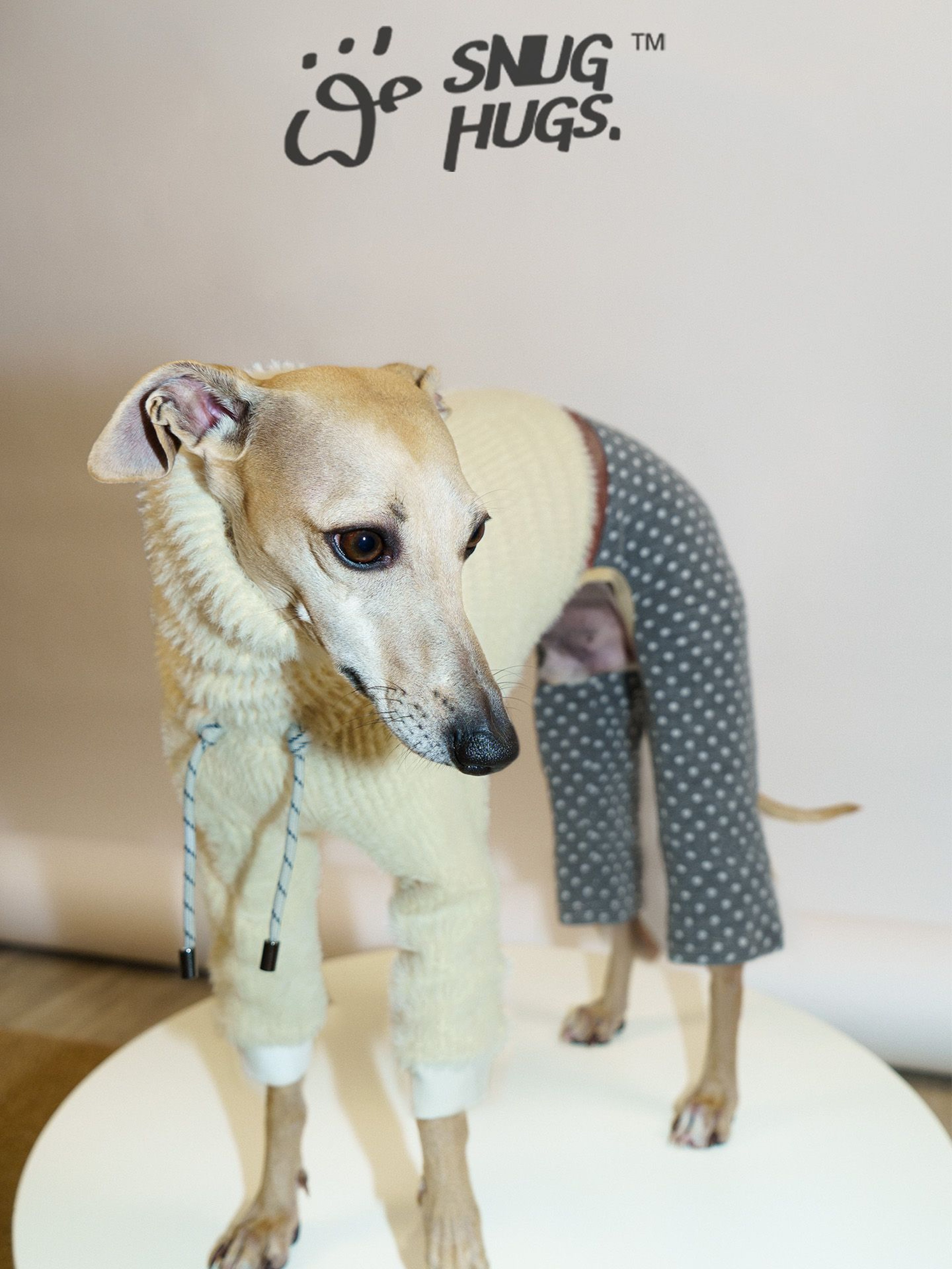 Cover image for the Italian Greyhound clothing guide