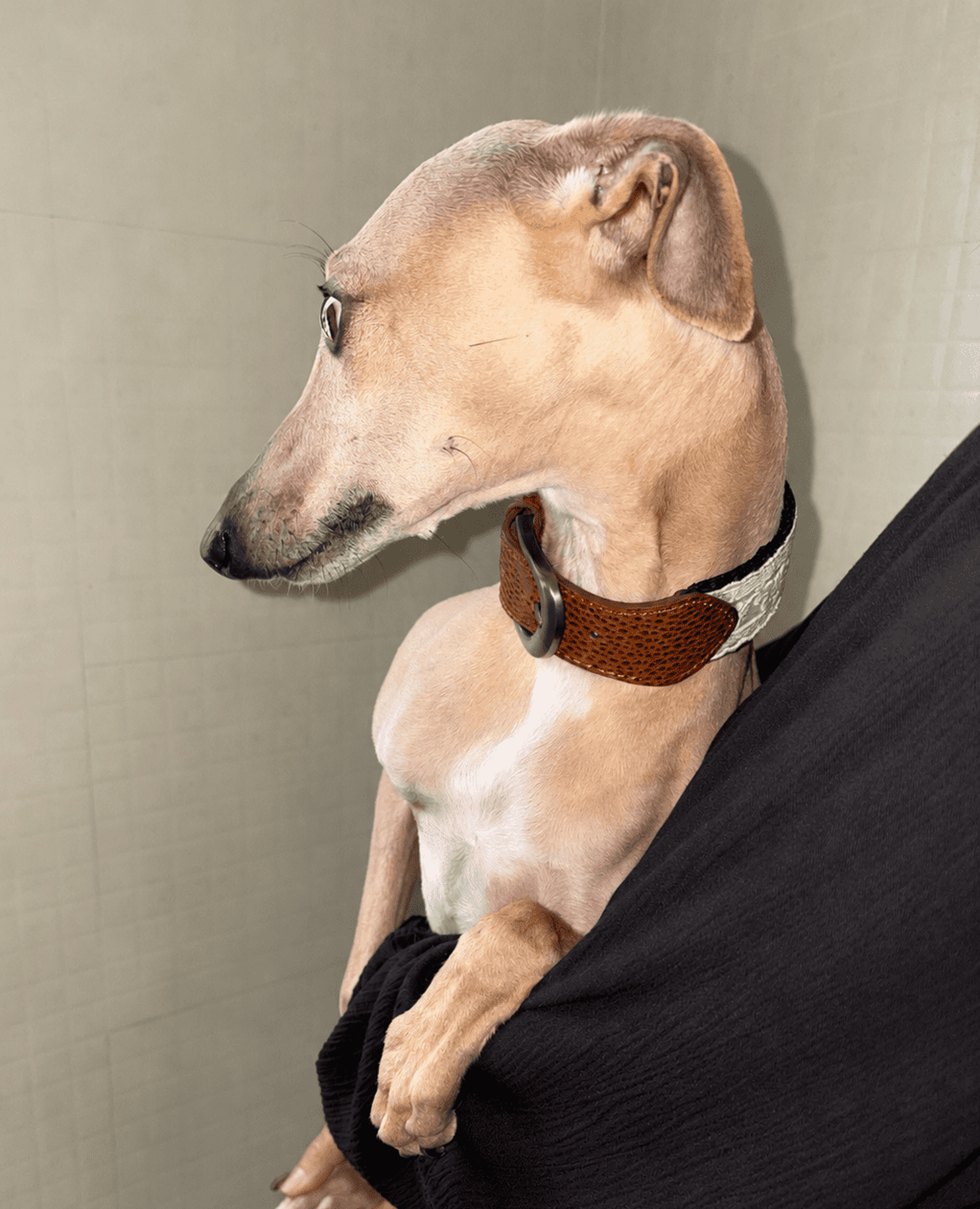 SnugHugs Italian Leather Dog Collar – Lace Polka LACE 5