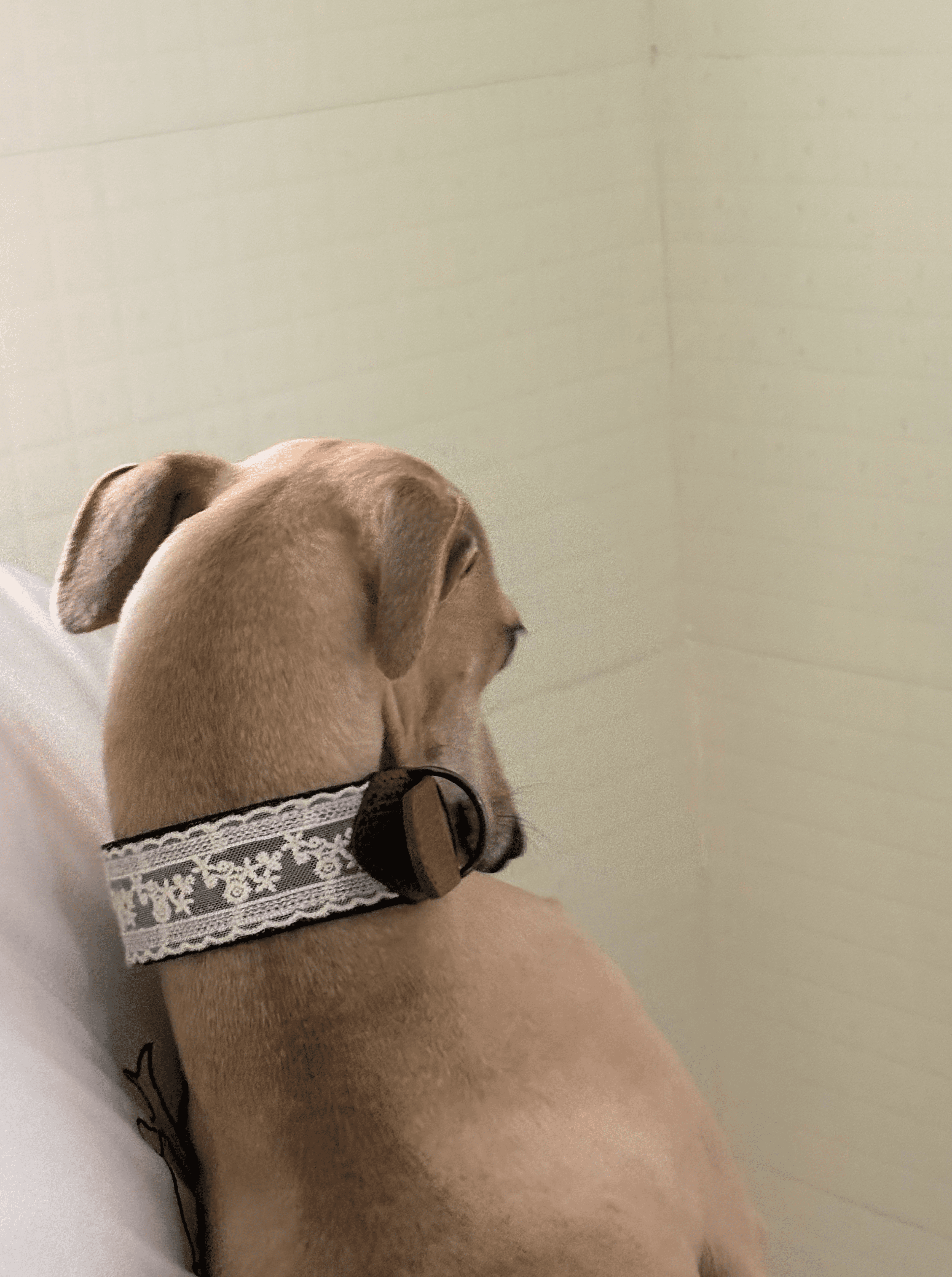 SnugHugs Italian Leather Dog Collar – Lace Polka LACE 6