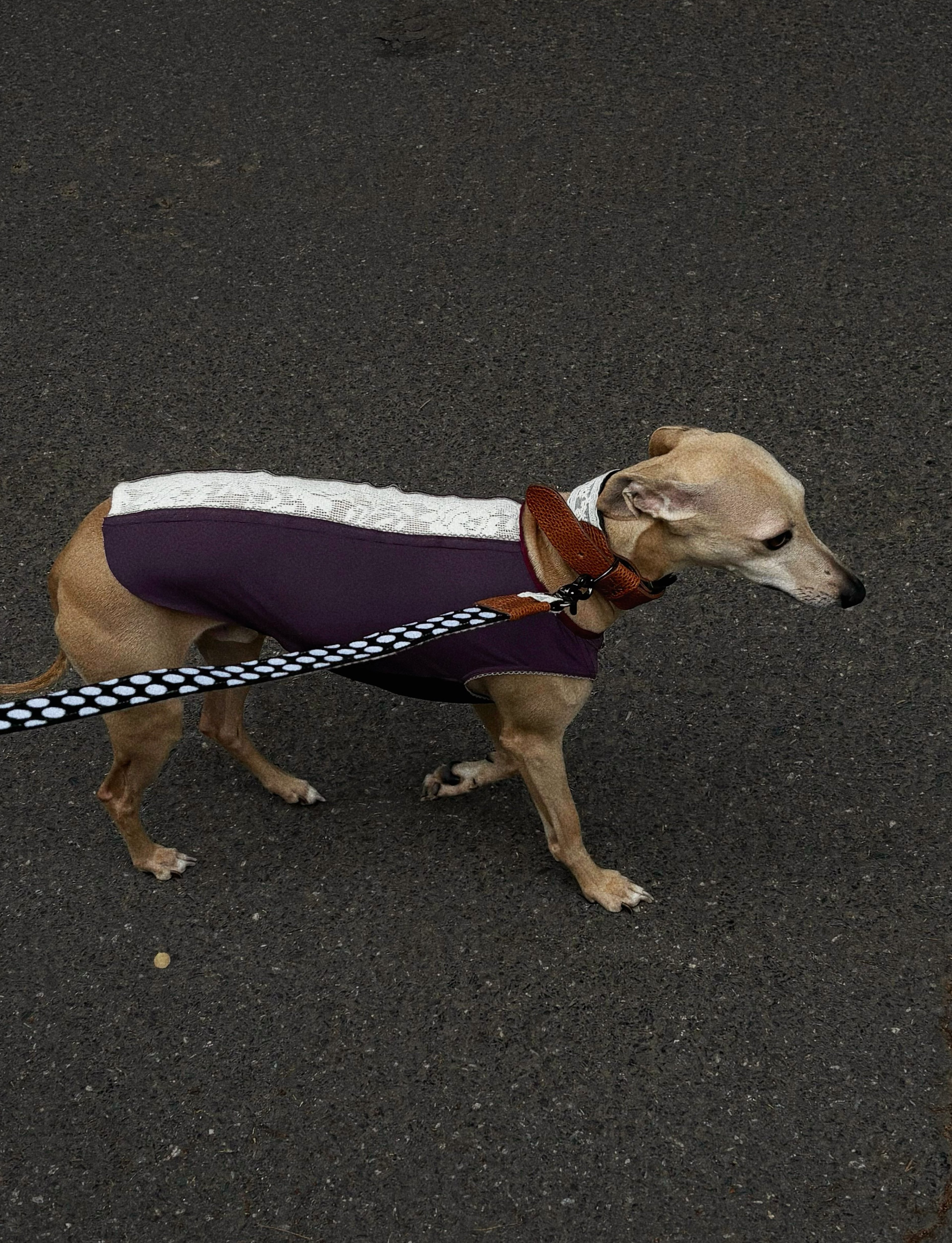 SnugHugs Cooling Dog Vest with UPF 50+ Sun Protection – Lace Air Lizzy Violet 6
