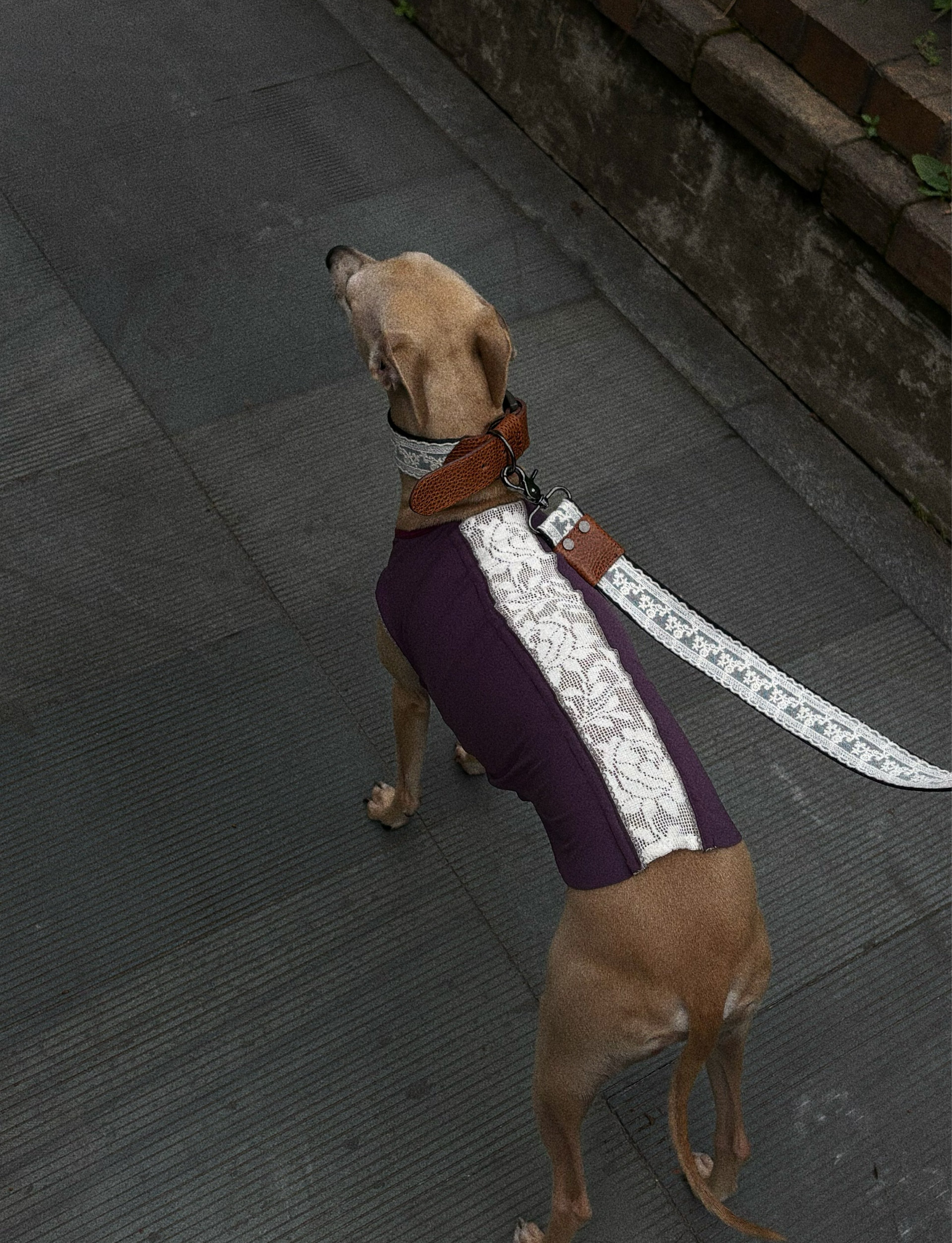 SnugHugs Cooling Dog Vest with UPF 50+ Sun Protection – Lace Air Lizzy Violet 5