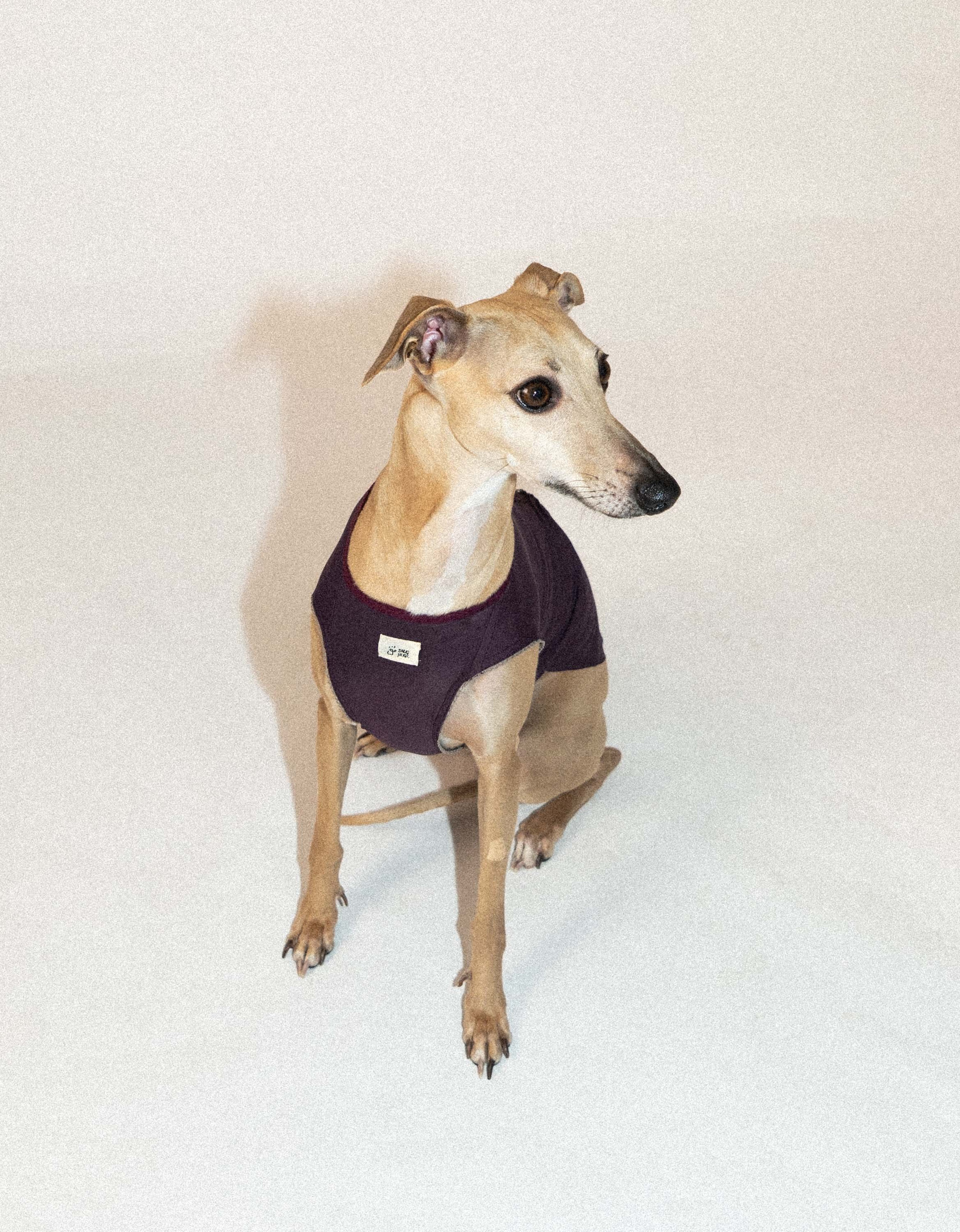 SnugHugs Cooling Dog Vest with UPF 50+ Sun Protection – Lace Air Lizzy Violet 4