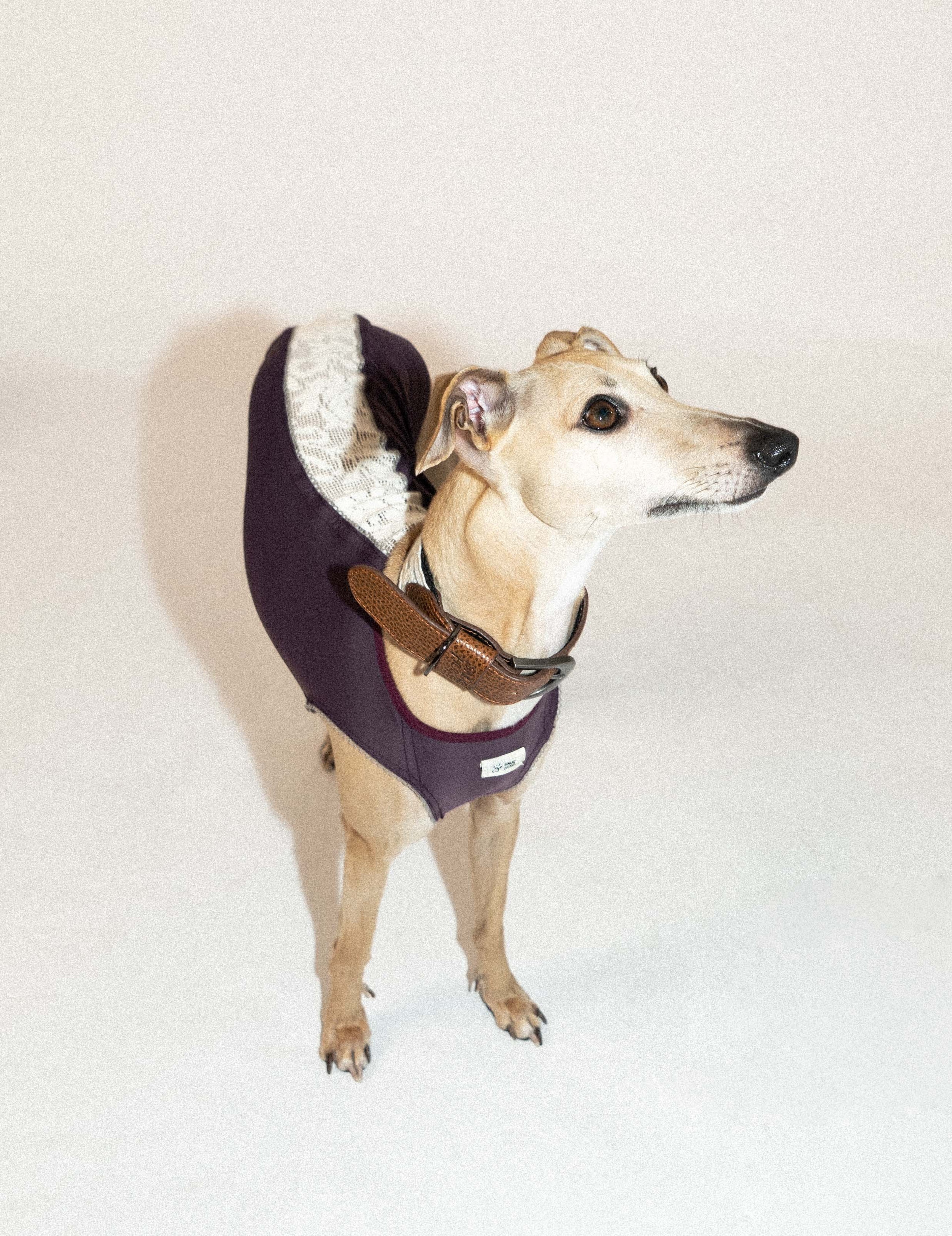 SnugHugs Cooling Dog Vest with UPF 50+ Sun Protection – Lace Air Lizzy Violet 3