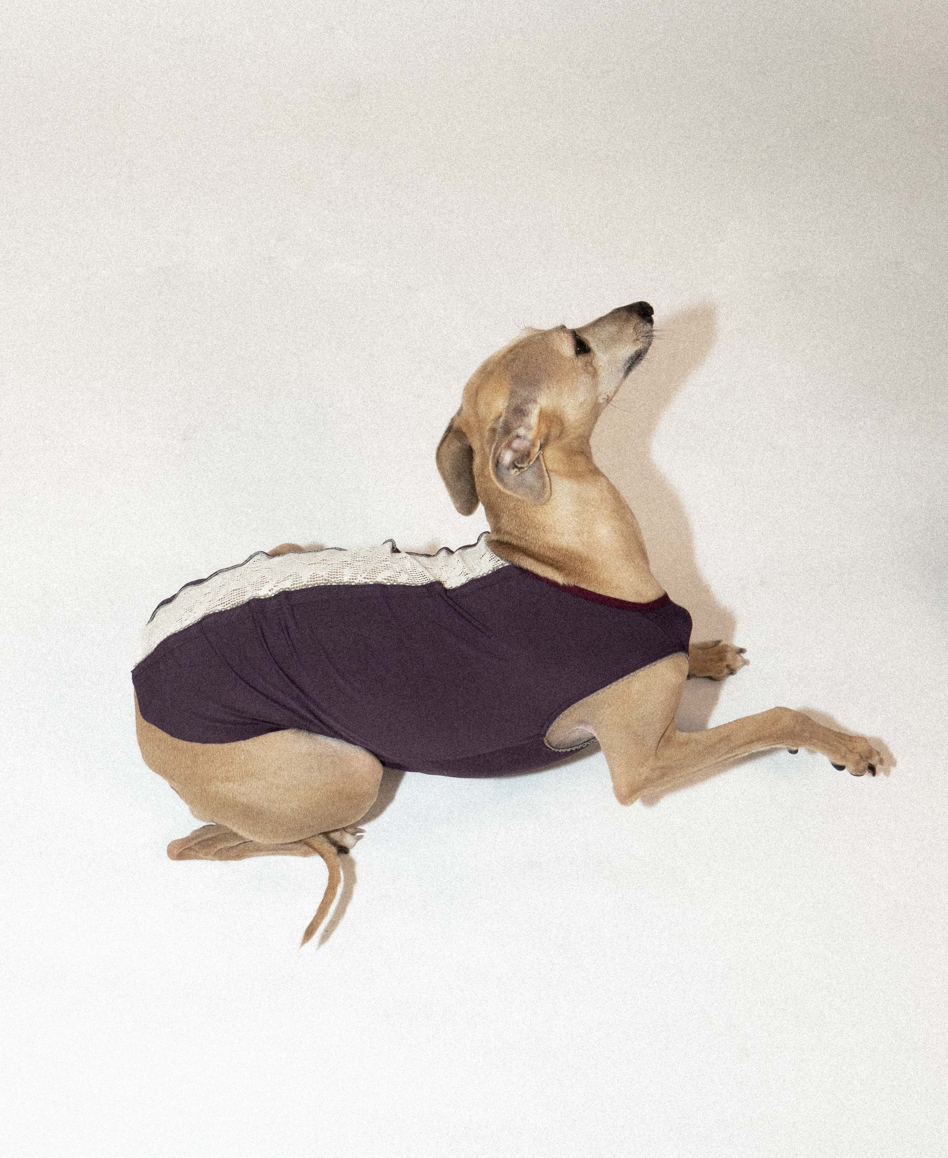 Italian Greyhound&Whippet