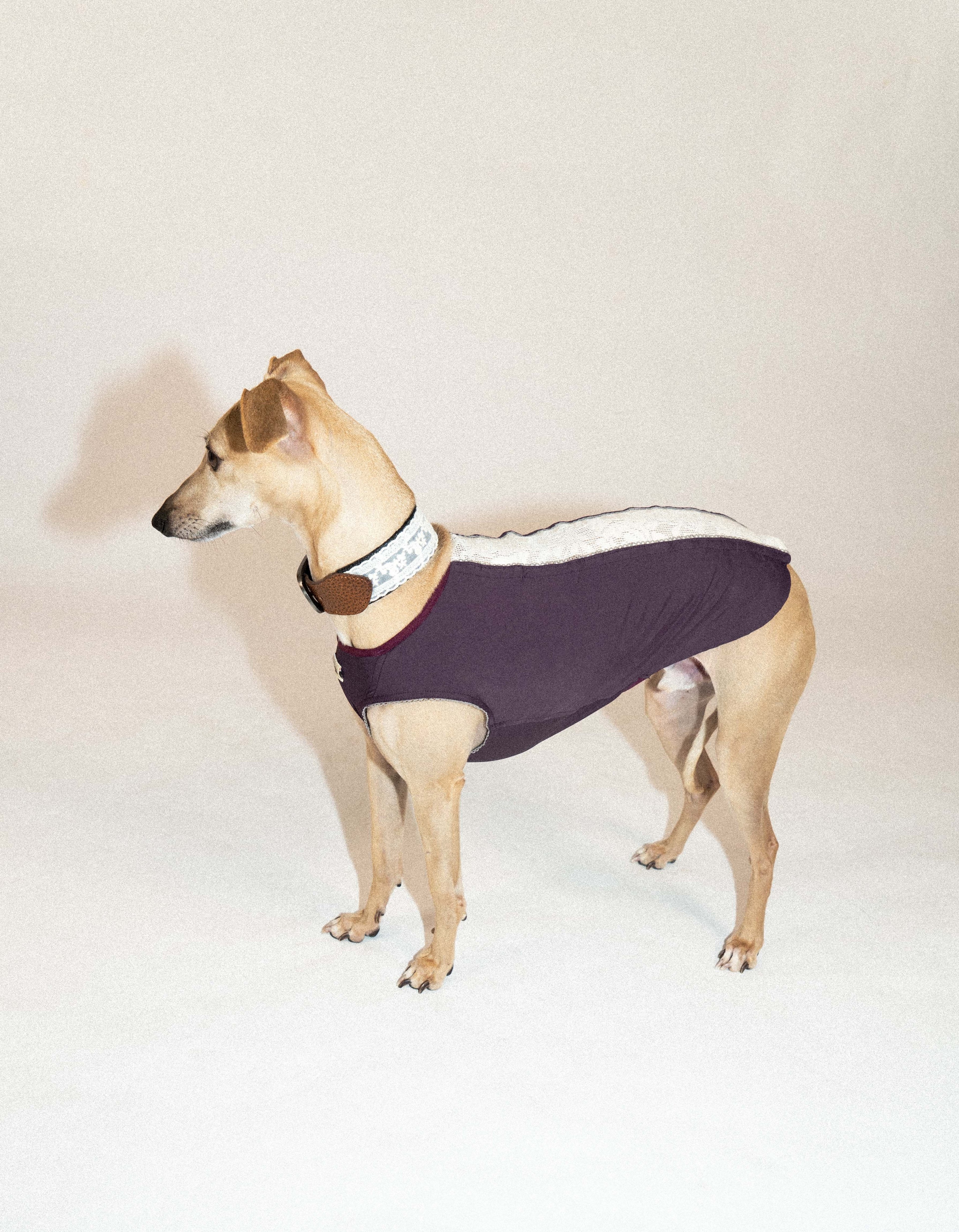 SnugHugs Cooling Dog Vest with UPF 50+ Sun Protection – Lace Air Lizzy Violet 1