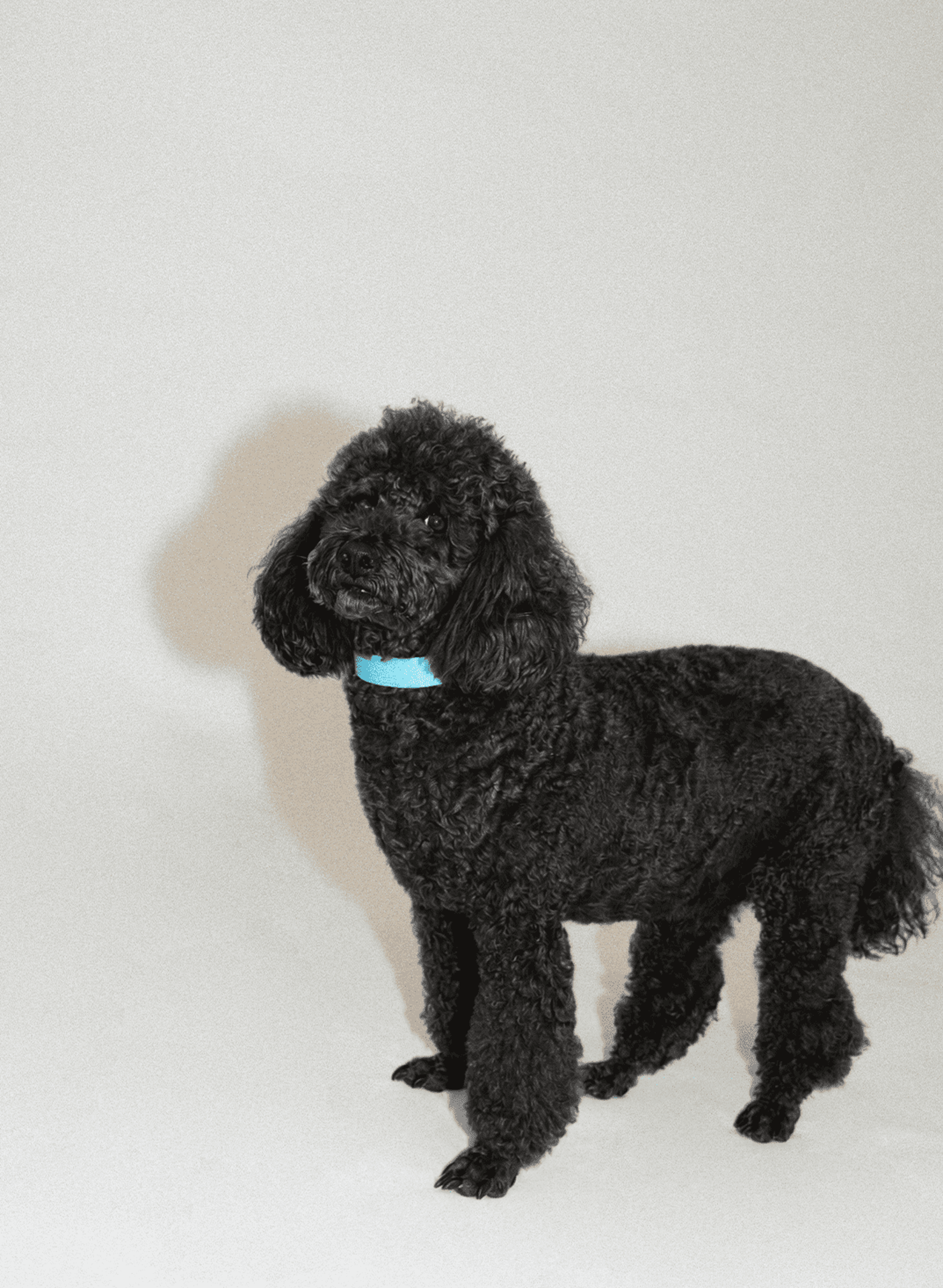 SnugHugs Adjustable Woven Dog Collar – Palette Soda Blue 5