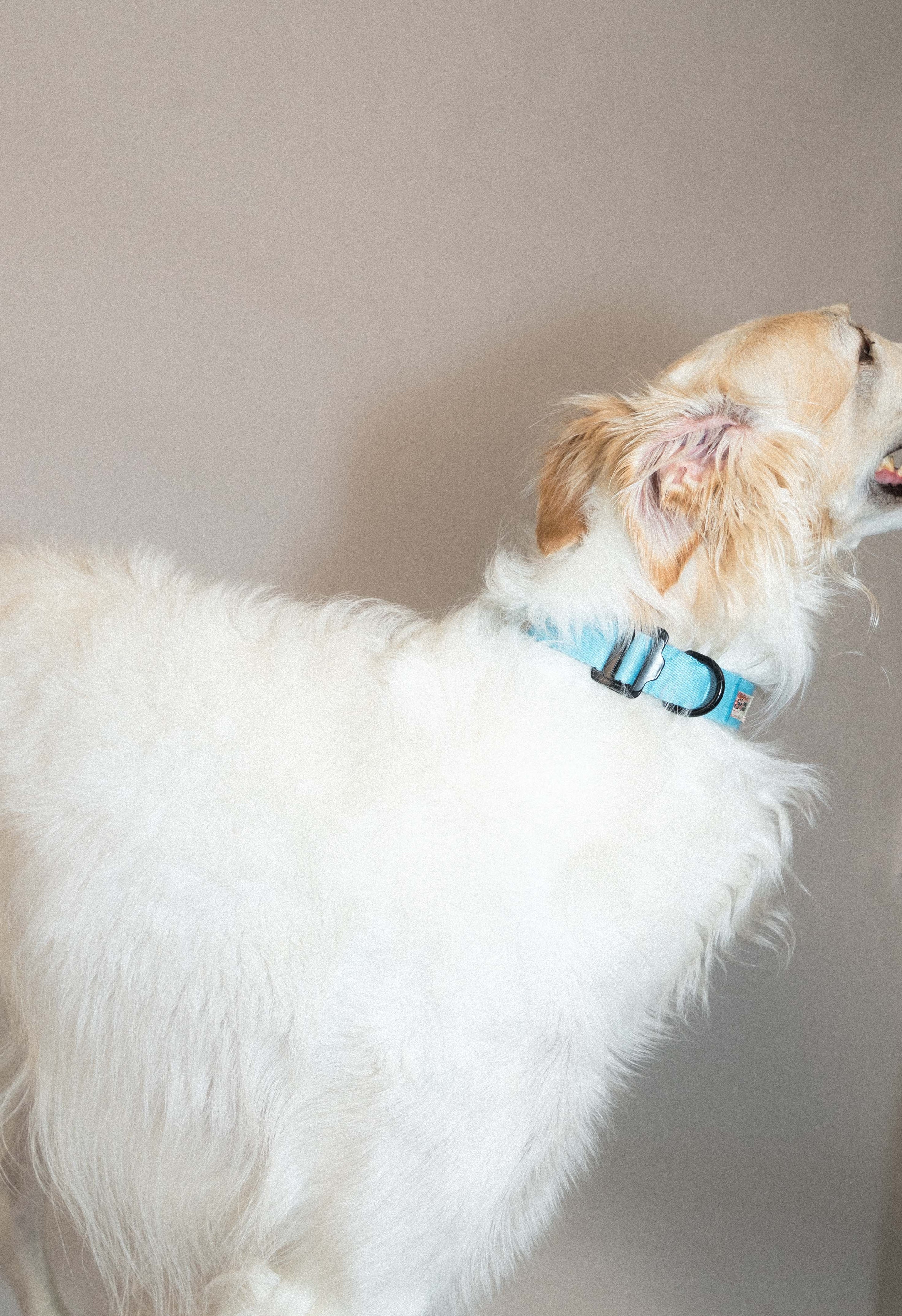 SnugHugs Adjustable Woven Dog Collar – Palette Soda Blue 3