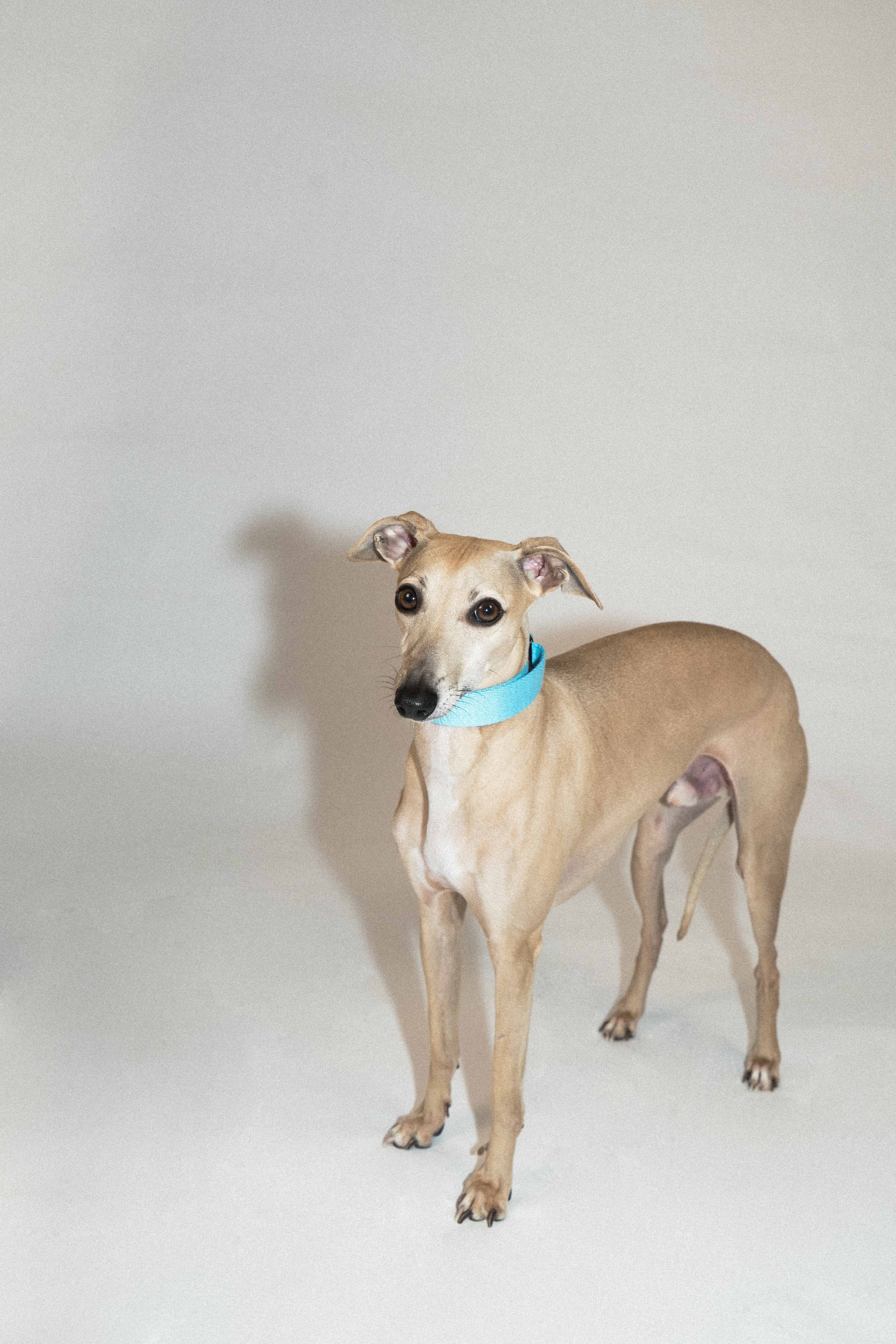 SnugHugs Adjustable Woven Dog Collar – Palette Soda Blue 2