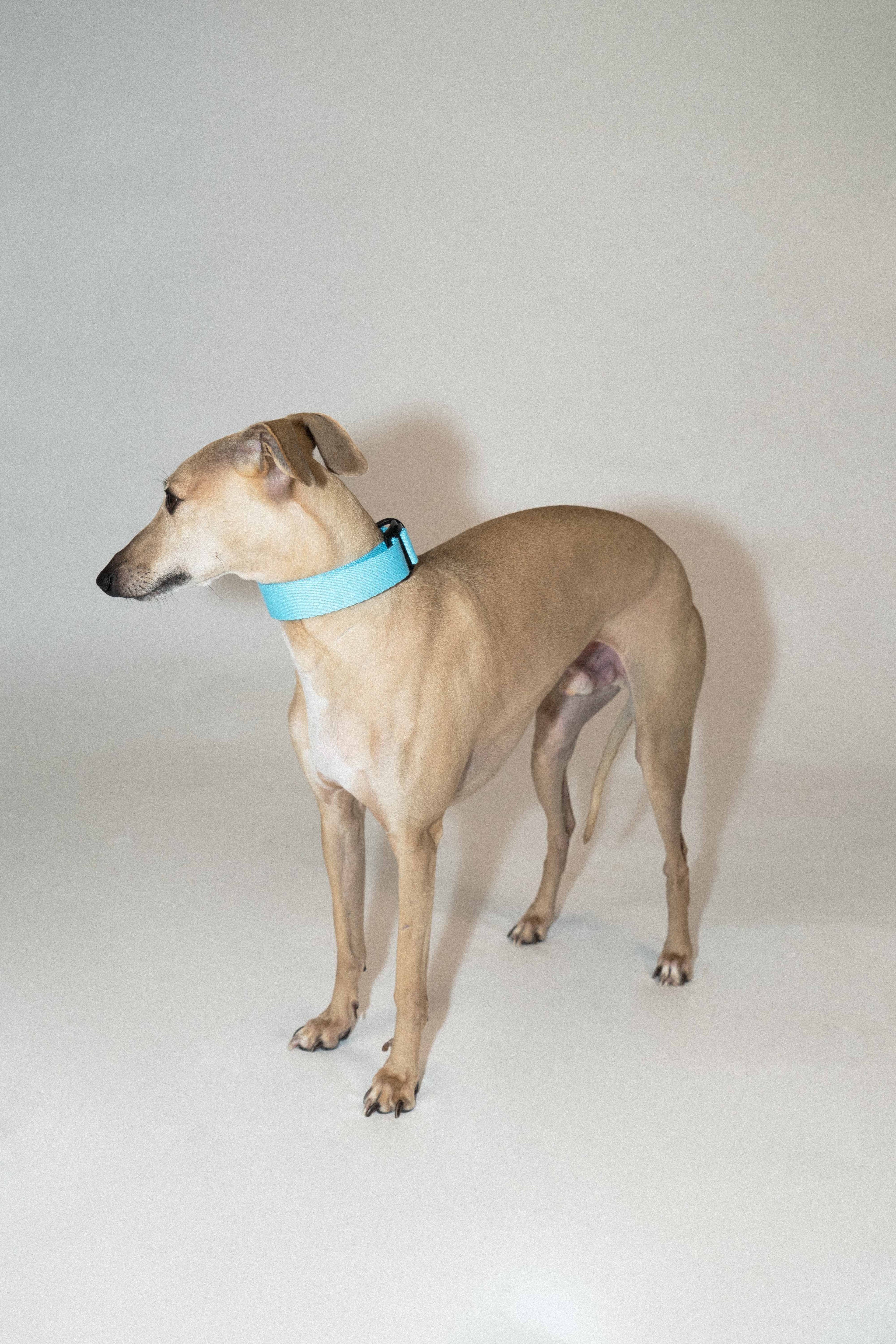 Adjustable Woven Dog Collar – Palette