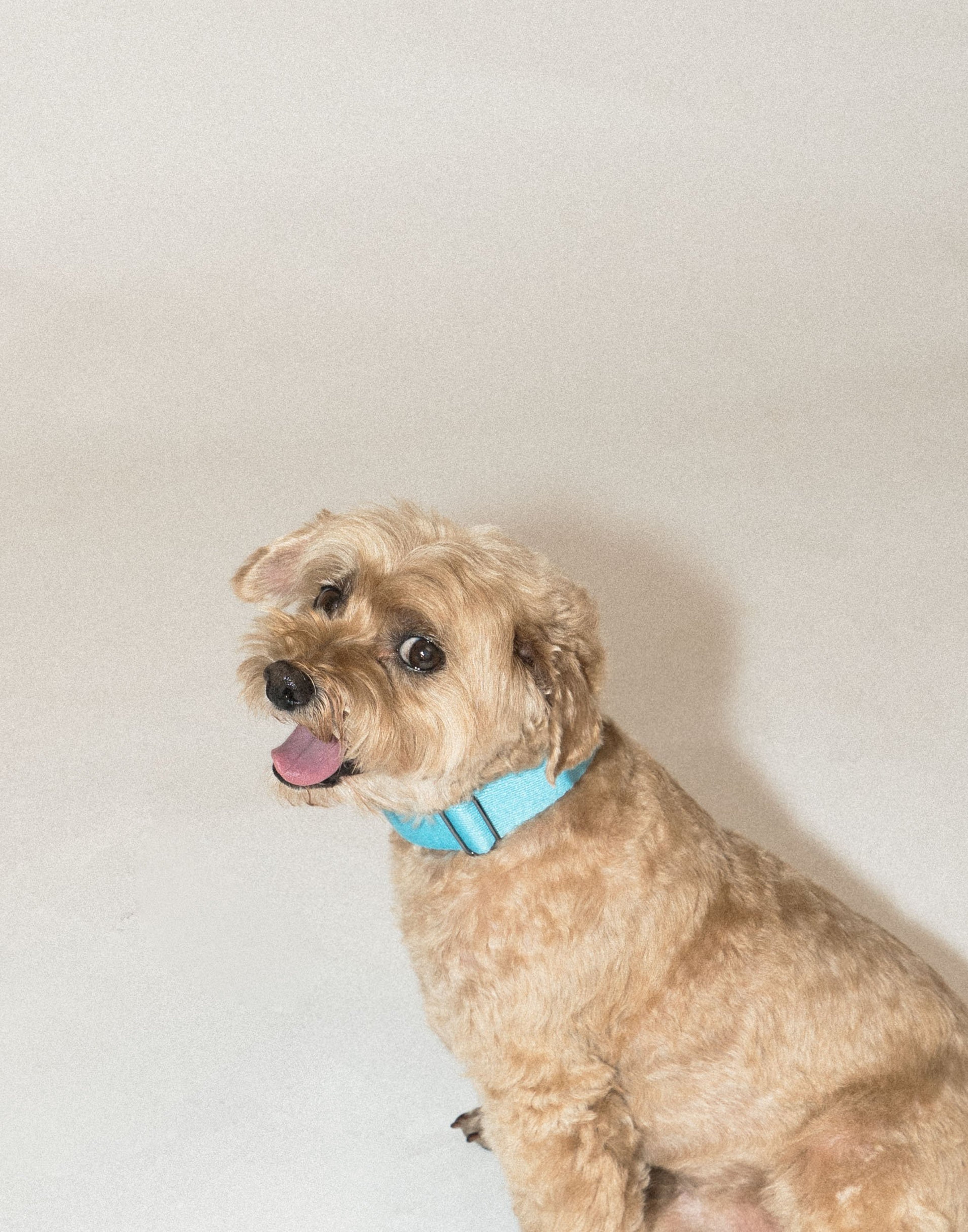 SnugHugs Adjustable Woven Dog Collar – Palette Soda Blue 4